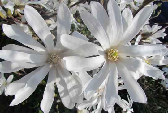 Magnolia gwiaździsta biała