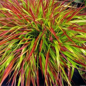 Hakonechloa smukła 'Mulled Wine'