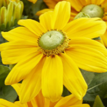 Rudbekia 'Sunbeckia Ophelia'