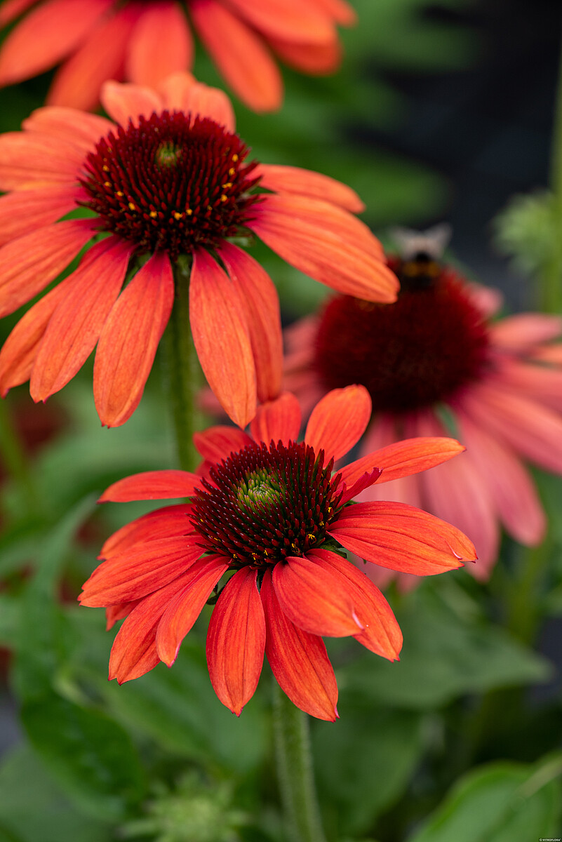 Jeżówka 'Pearl™ Red' - obrazek 4