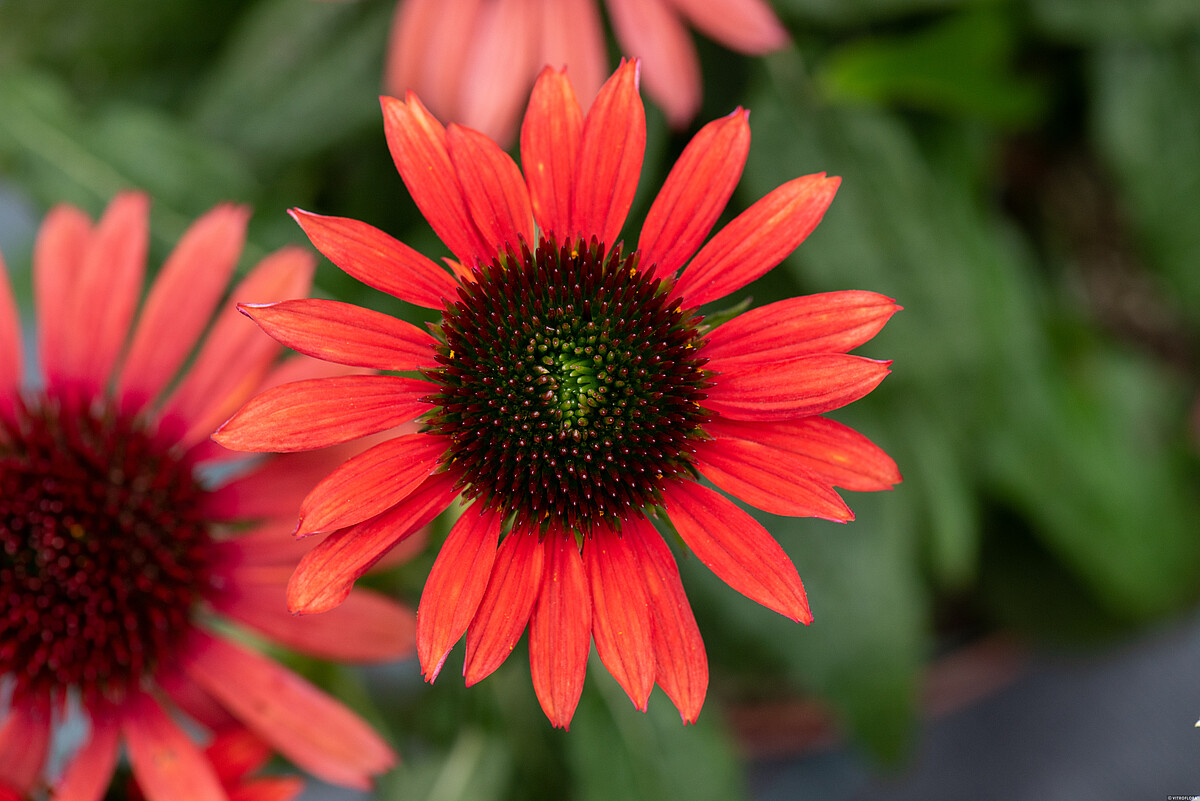 Jeżówka 'Pearl™ Red' - obrazek 5