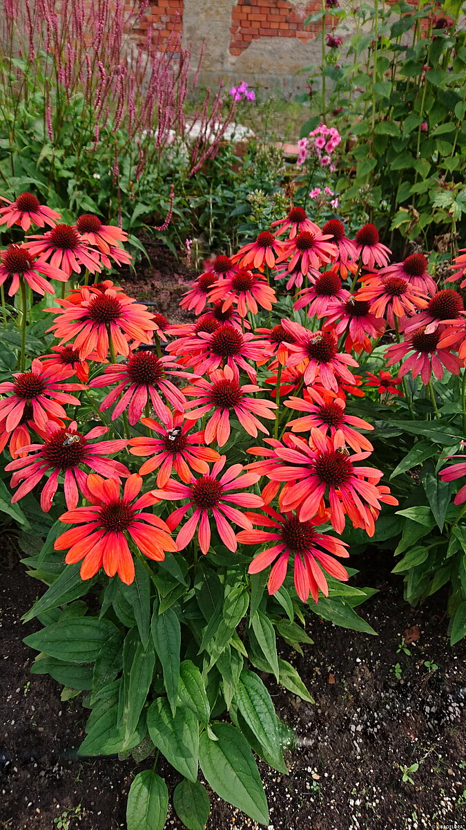 Jeżówka 'Pearl™ Red' - obrazek 6