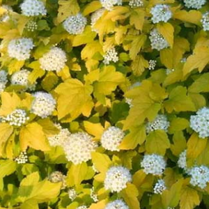 Pęcherznica kalinolistna 'Nugget'