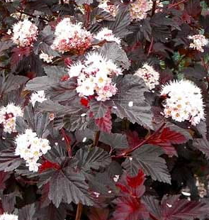 Pęcherznica kalinolistna 'Red Baron'