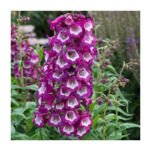 Penstemon 'Arabesque Violet'