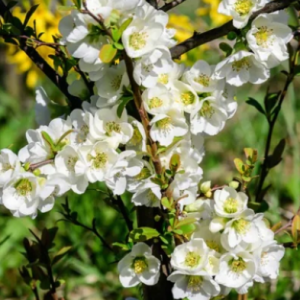 Pigwowiec pośredni 'Jet Trail'