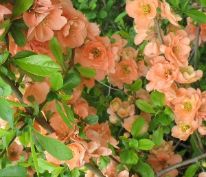 Pigwowiec pośredni 'Cameo'