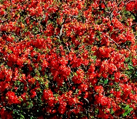 Pigwowiec 'Crimson and Gold'