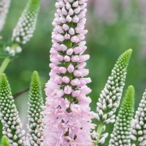 Przetacznik kłosowy 'First Choice'