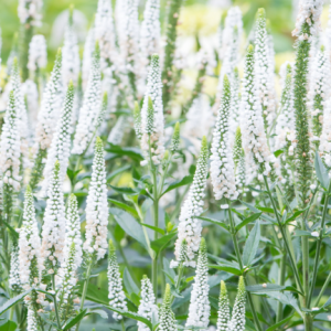 Przetacznik kłosowy 'First Lady'