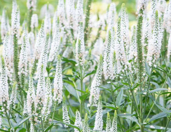 Przetacznik kłosowy 'First Lady'