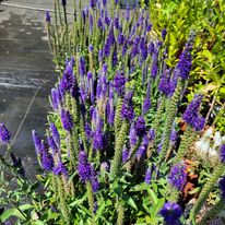 Przetacznik kłosowy 'Nana Blauteppich'