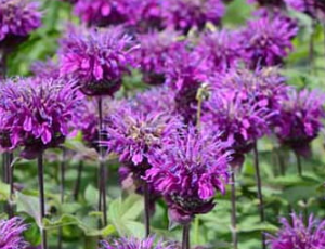 Pysznogłówka 'Balmy Purple'