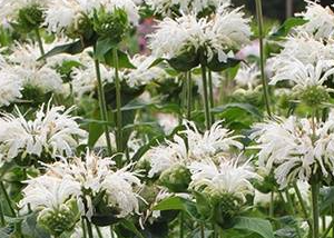 Pysznogłówka 'Bee Bright'