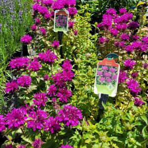 Pysznogłówka 'Bee-True'