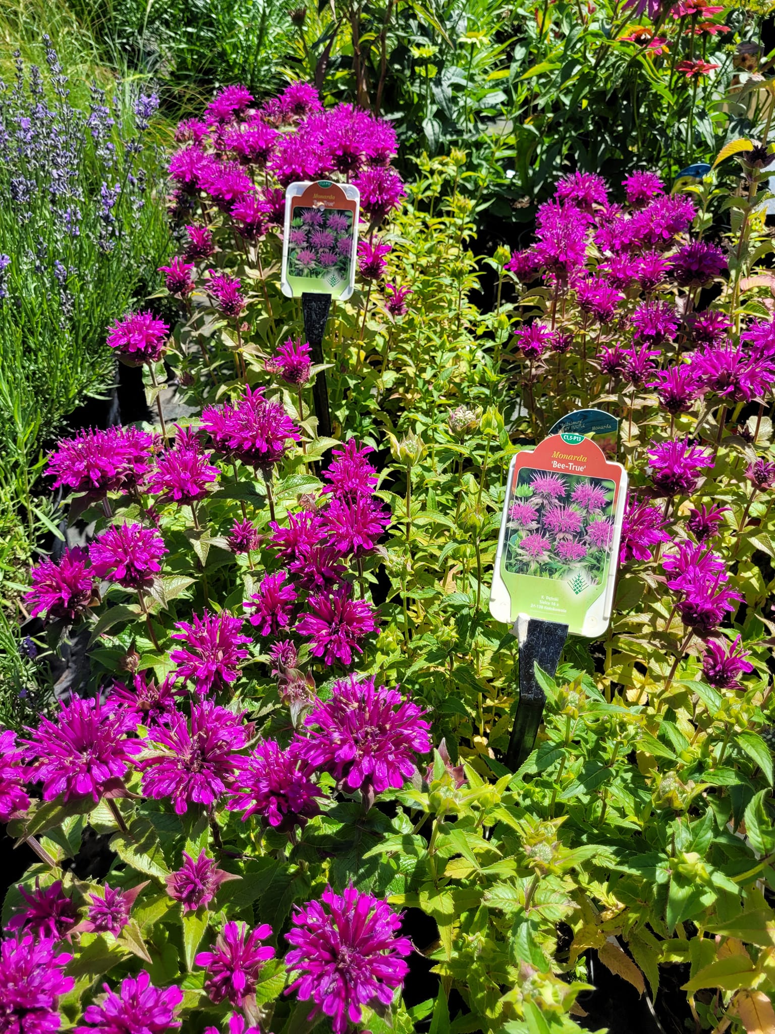 Pysznogłówka 'Bee-True'