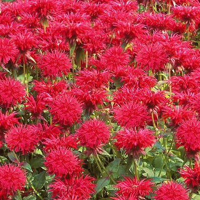 Pysznogłówka 'Fireball'