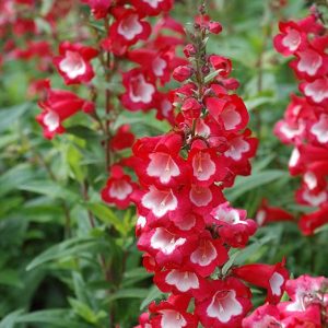 Penstemon 'Arabesque Red'