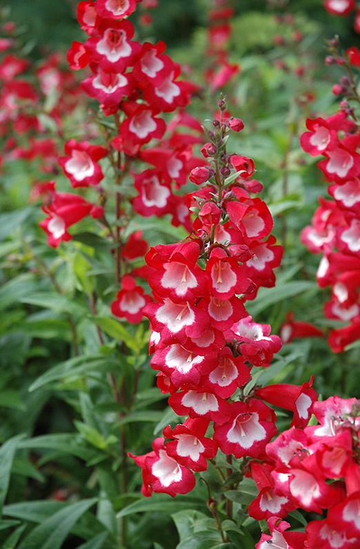 Penstemon 'Arabesque Red'