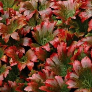 Mukdenia Rossa 'Karasuba'