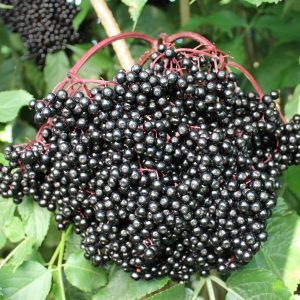 Bez czarny 'Sampo' (Sambucus nigra 'Sampo')