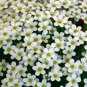 Skalnica Arendsa 'Schneeteppich'