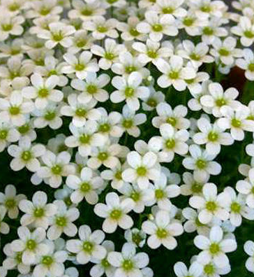 Skalnica Arendsa 'Schneeteppich'