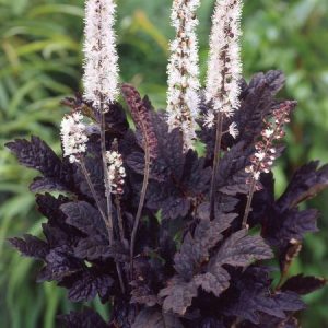 Pluskwica gałęzista 'Carbonella'