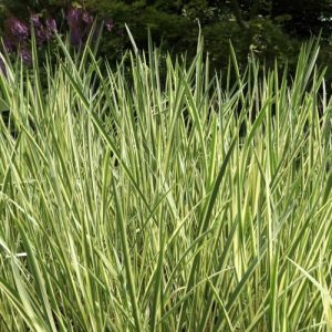 Tatarak paskowany 'Variegatus'