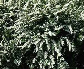 Tawuła van Houtte'a