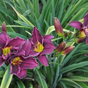 Liliowiec 'Grape Velvet'