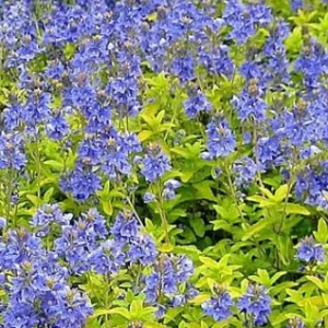 Przetacznik rozesłany 'Aztec Gold'