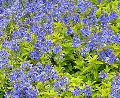 Przetacznik rozesłany 'Aztec Gold'