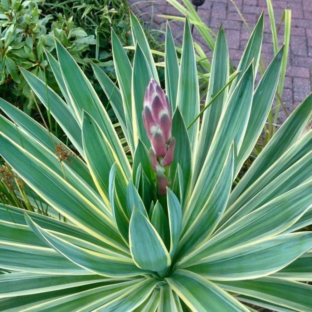 Juka 'Variegata'