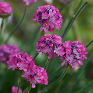 Zawciąg pospolity 'Rosea'