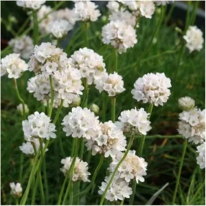 Zawciąg Pospolity 'White'