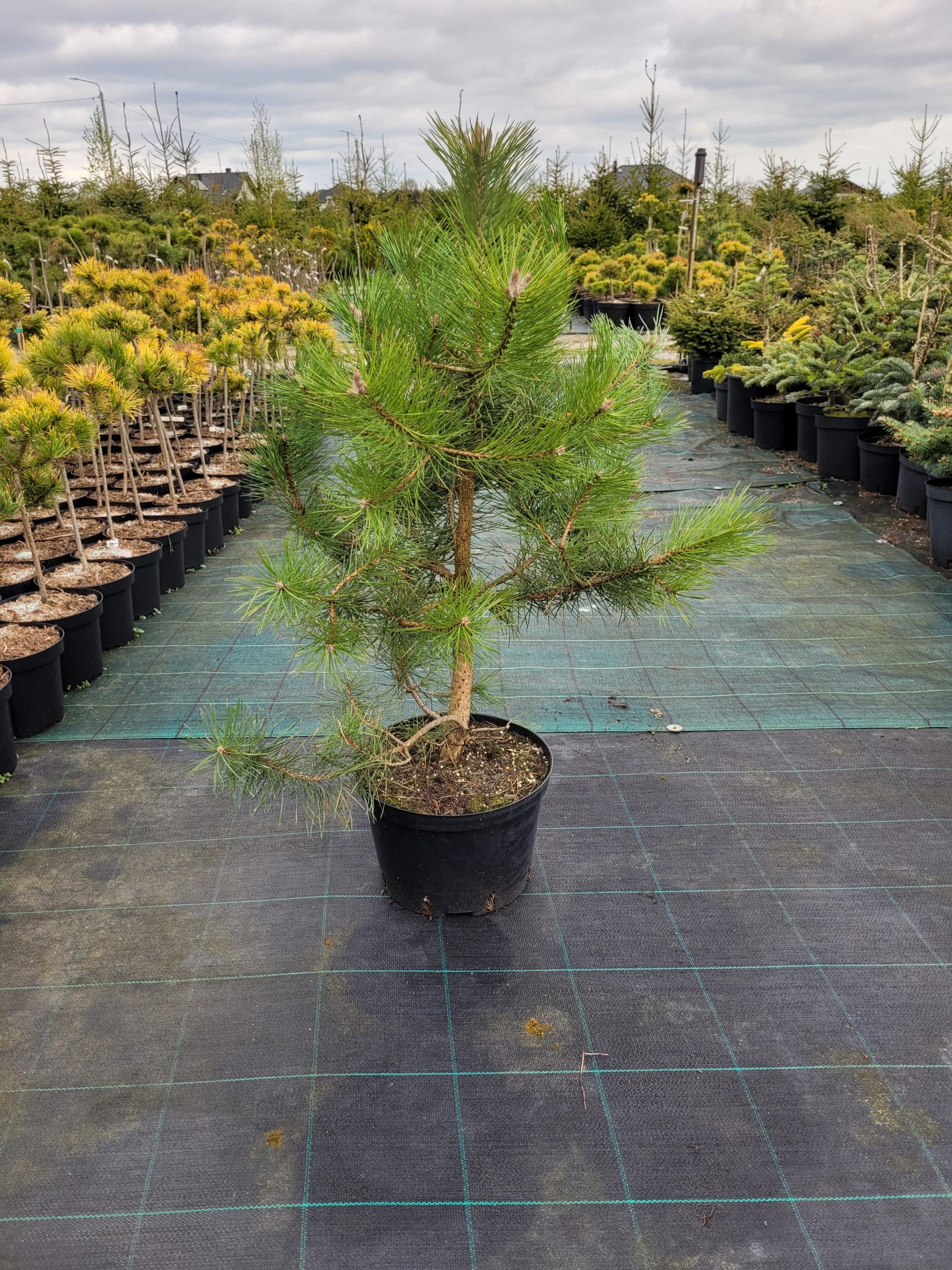 Sosna czarna - obrazek 2