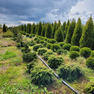 Choina kanadyjska 'Nana'