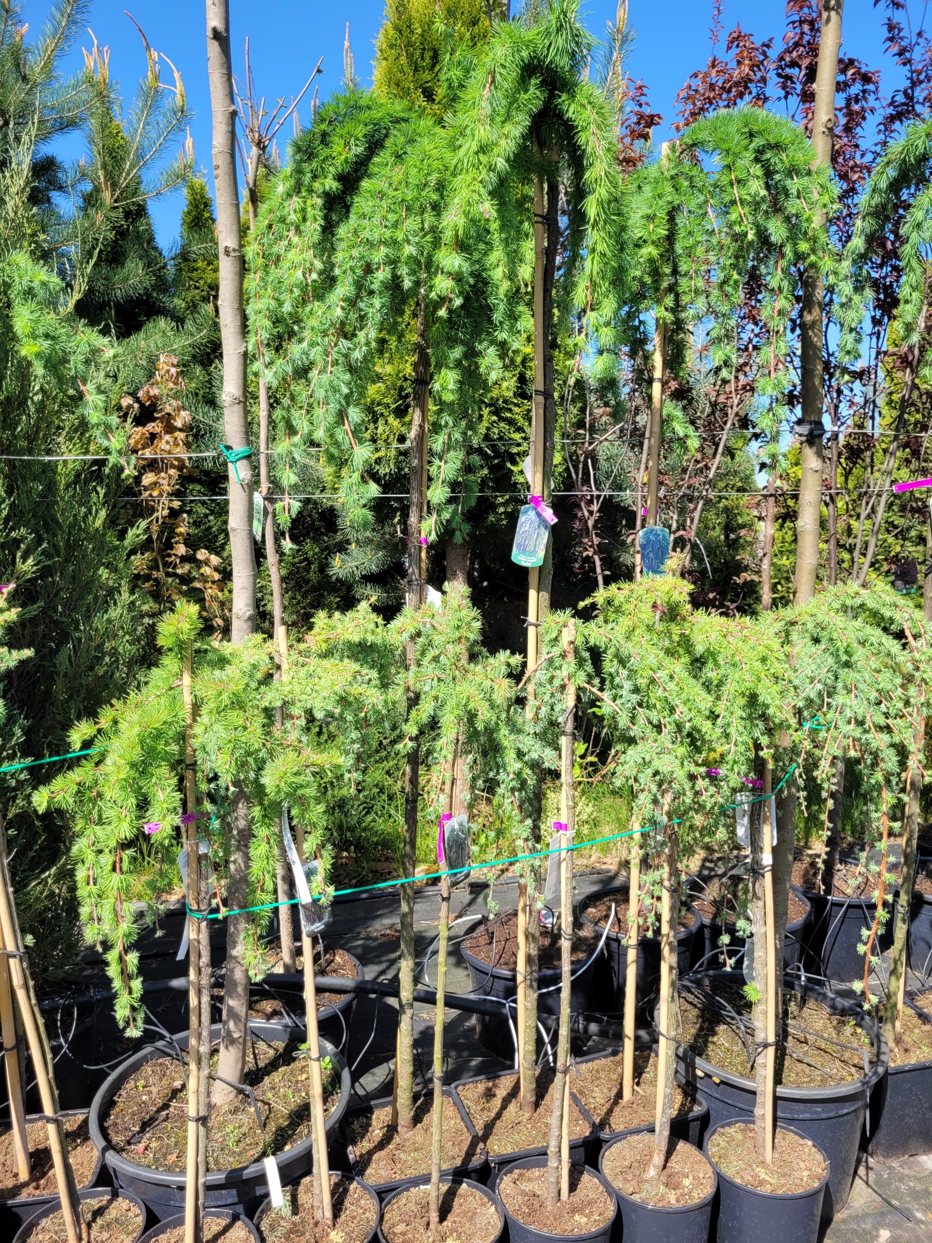 Modrzew zwisający szczepiony na pniu - obrazek 3