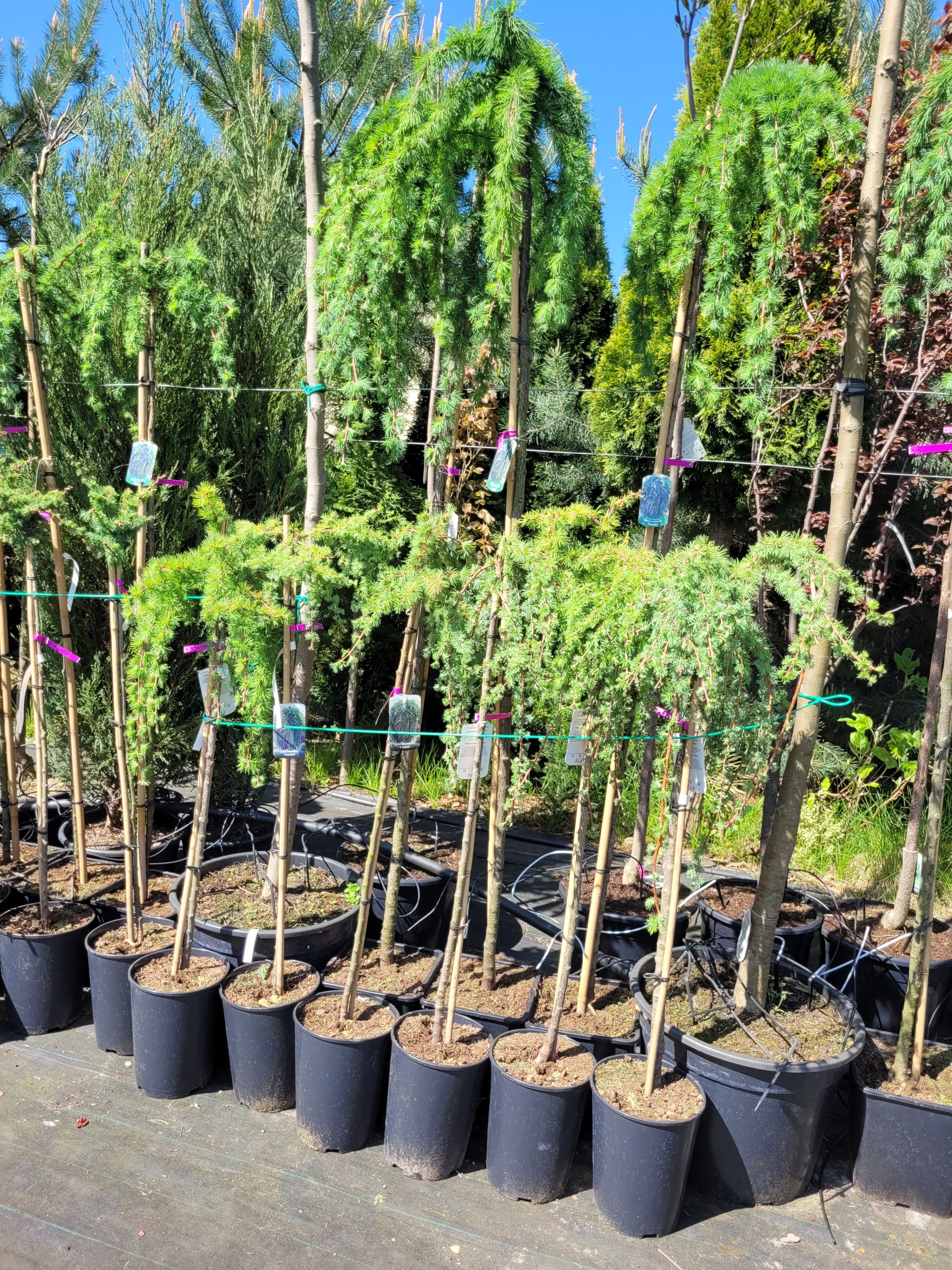 Modrzew zwisający szczepiony na pniu - obrazek 2