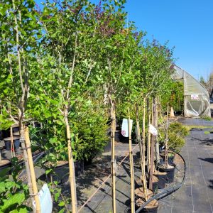 Lilak Meyera 'Palibin' - na pniu