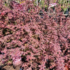 Berberys kolumnowy czerwony