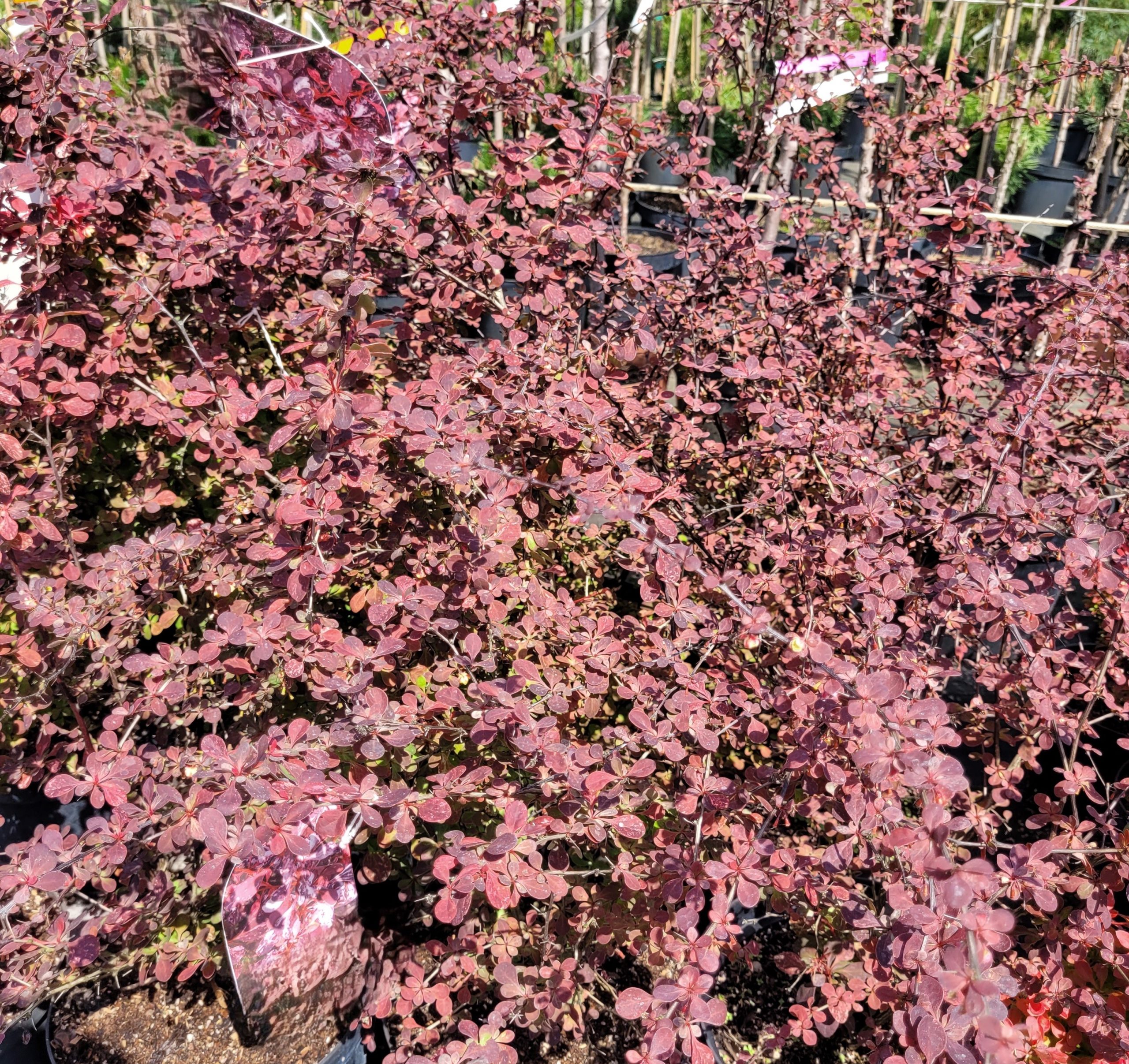 Berberys kolumnowy czerwony