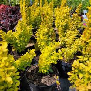 Berberys kolumnowy żółty