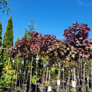 Klon kulisty 'Crimson King'