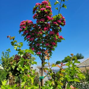 Głóg pośredni 'Paul's Scarlet'