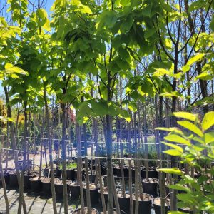 Kasztanowiec - Aesculus