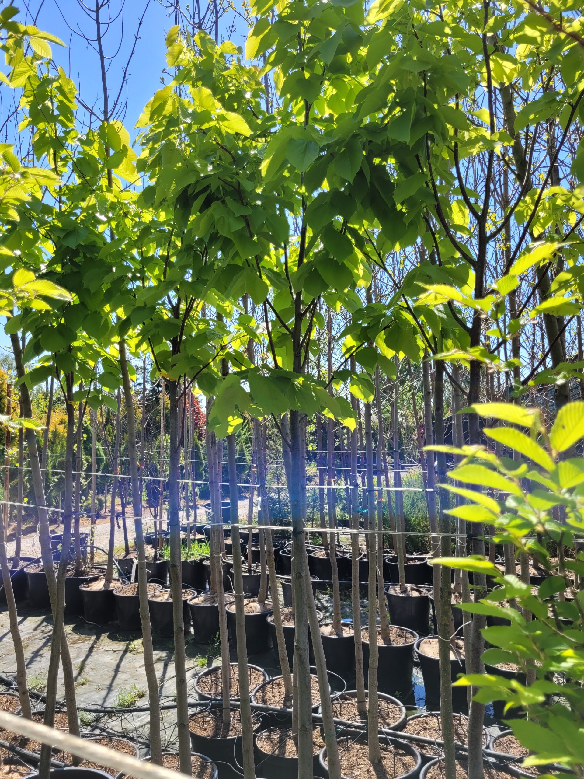 Kasztanowiec - Aesculus