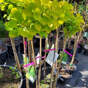 Perukowiec podolski 'Kanari' - na pniu