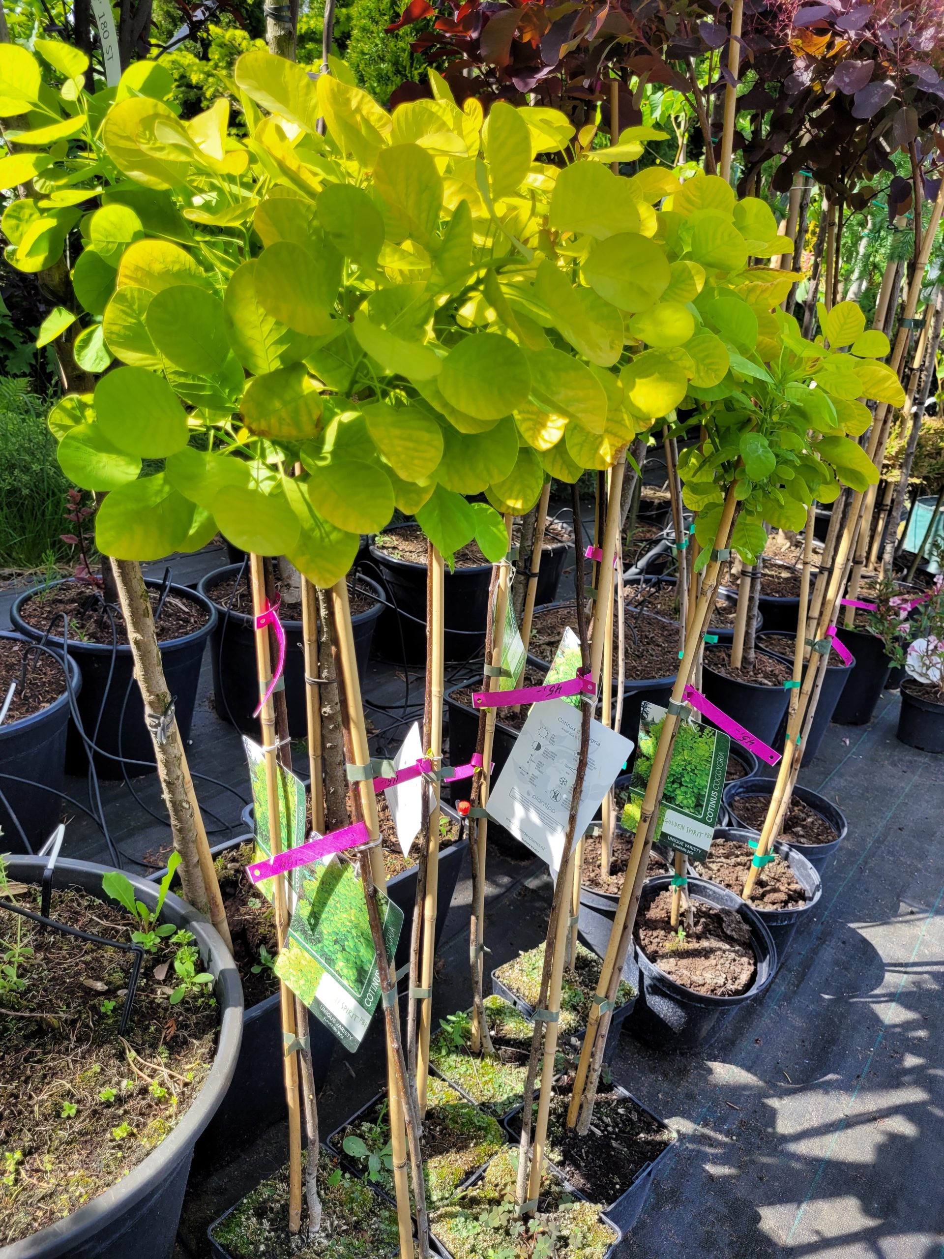 Perukowiec podolski 'Kanari' - na pniu